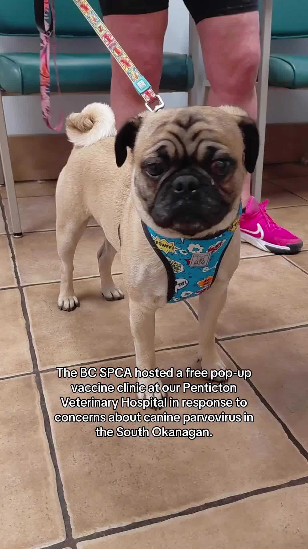 @BC SPCA
