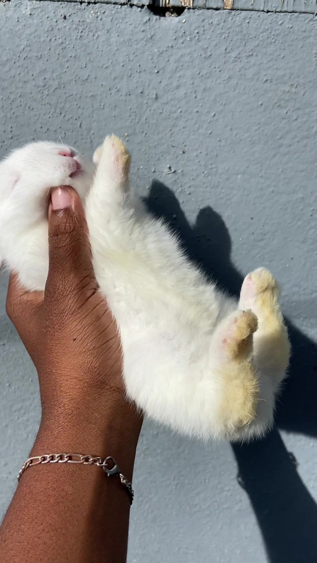 @HappyHoppersRabbitry