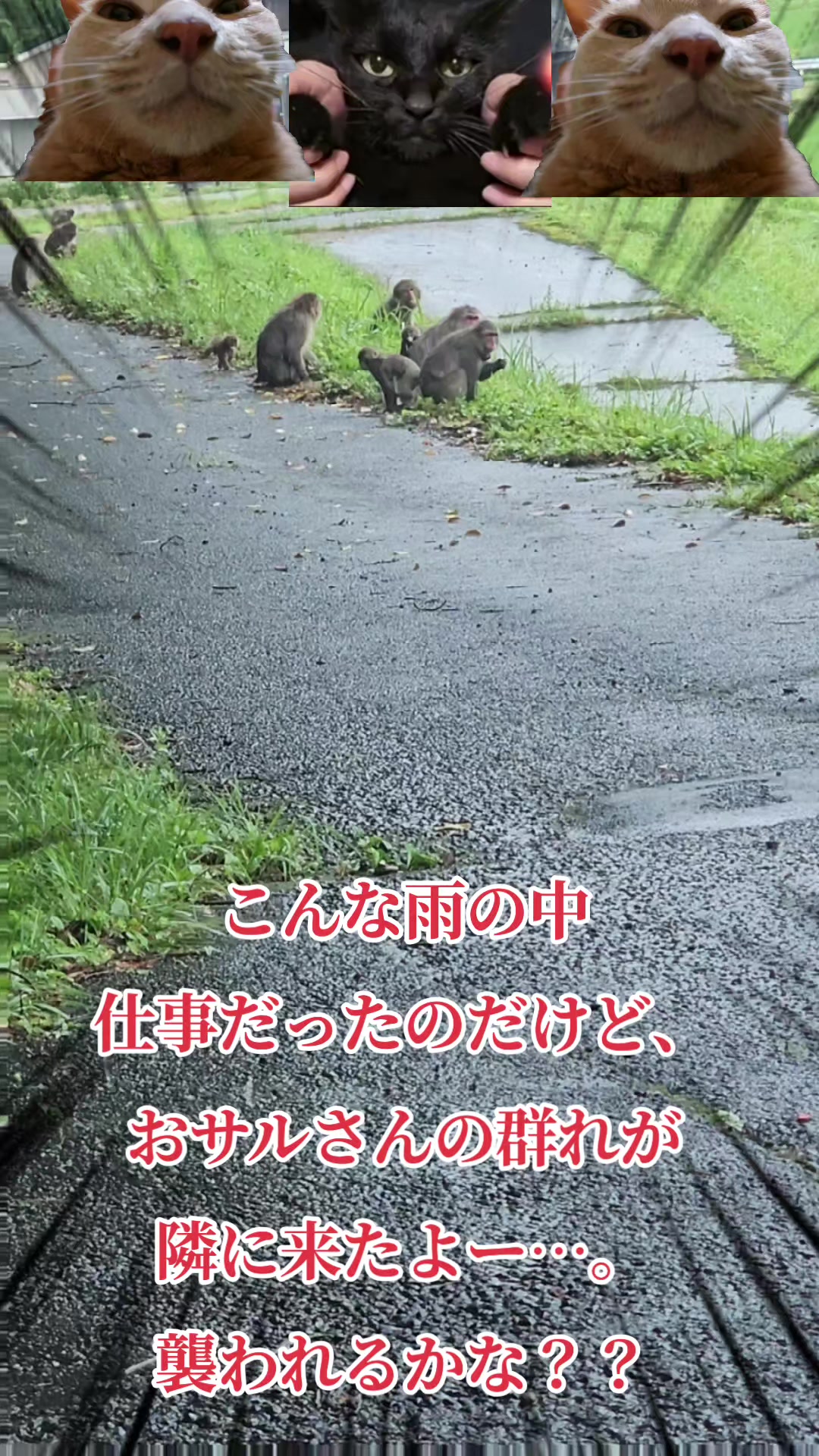 @黒猫の凱旋➿️