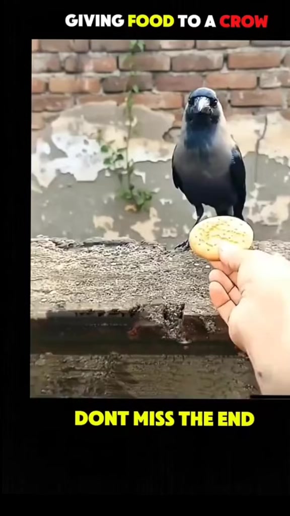@̶E̶a̶g̶l̶e̶ ̶k̶i̶n̶g̶ ̶2̶0̶7