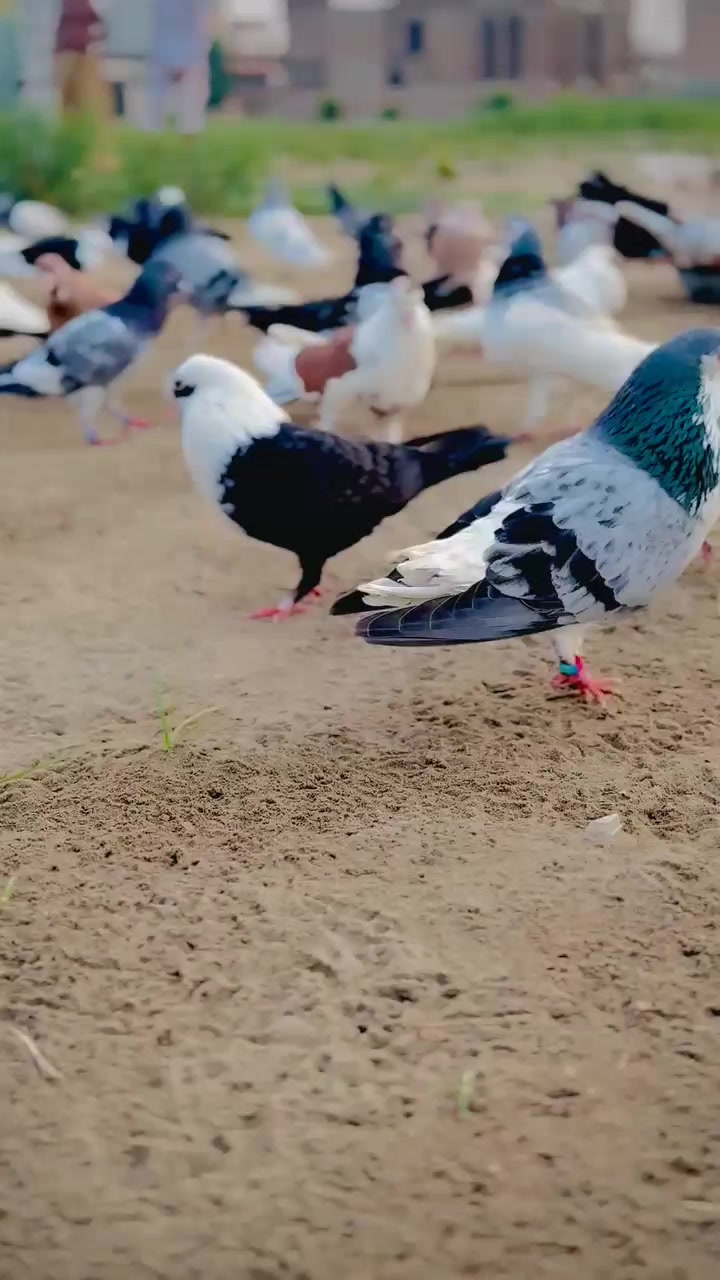 @عدیل رحمن لیہ وال کبوتر باز