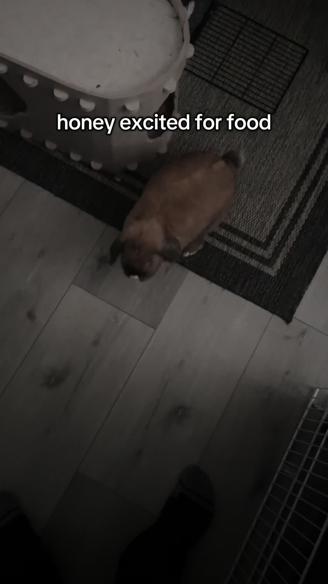 @honeythebunny24