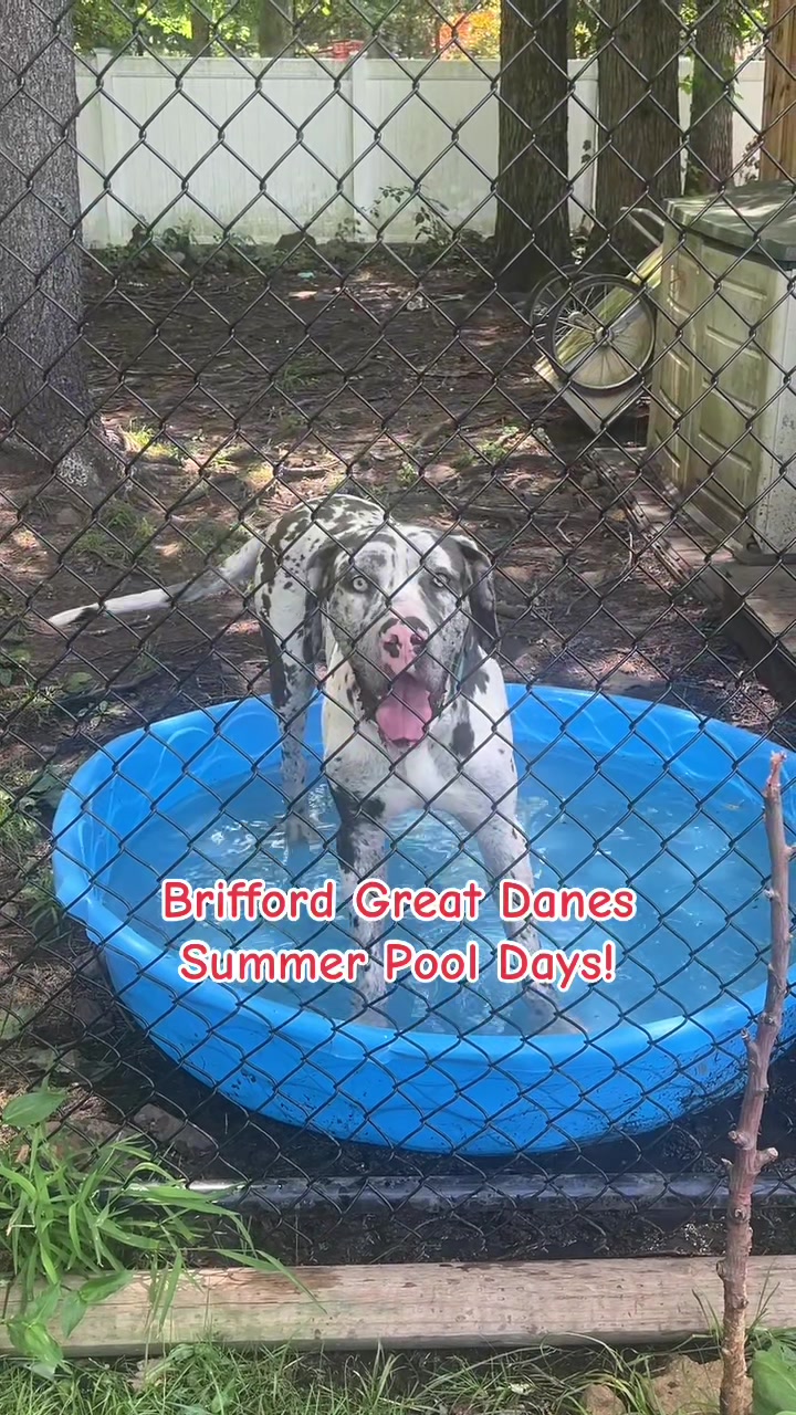 @Brifford Great Danes .com