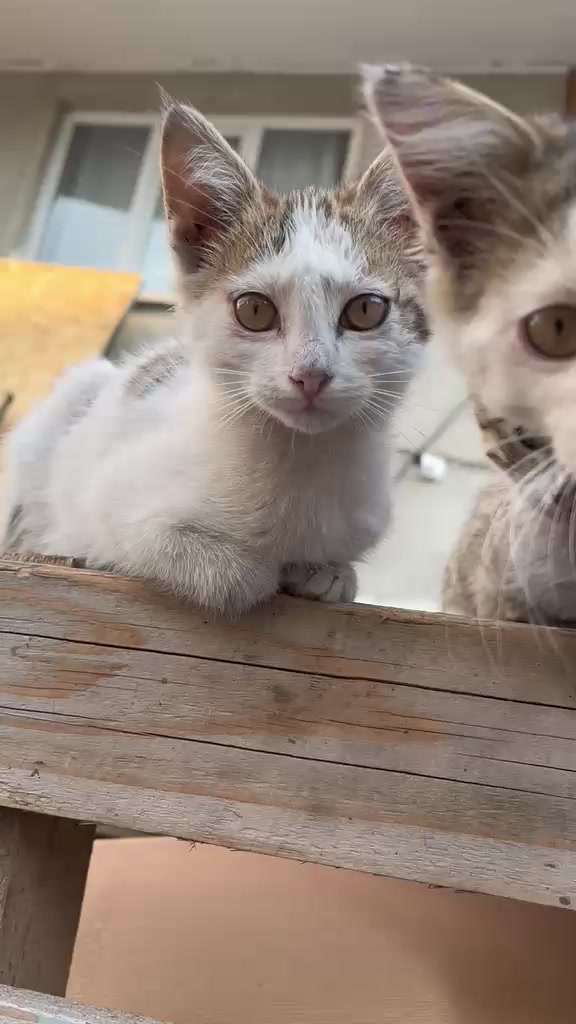 @MAVİİ🐾ALİŞŞ