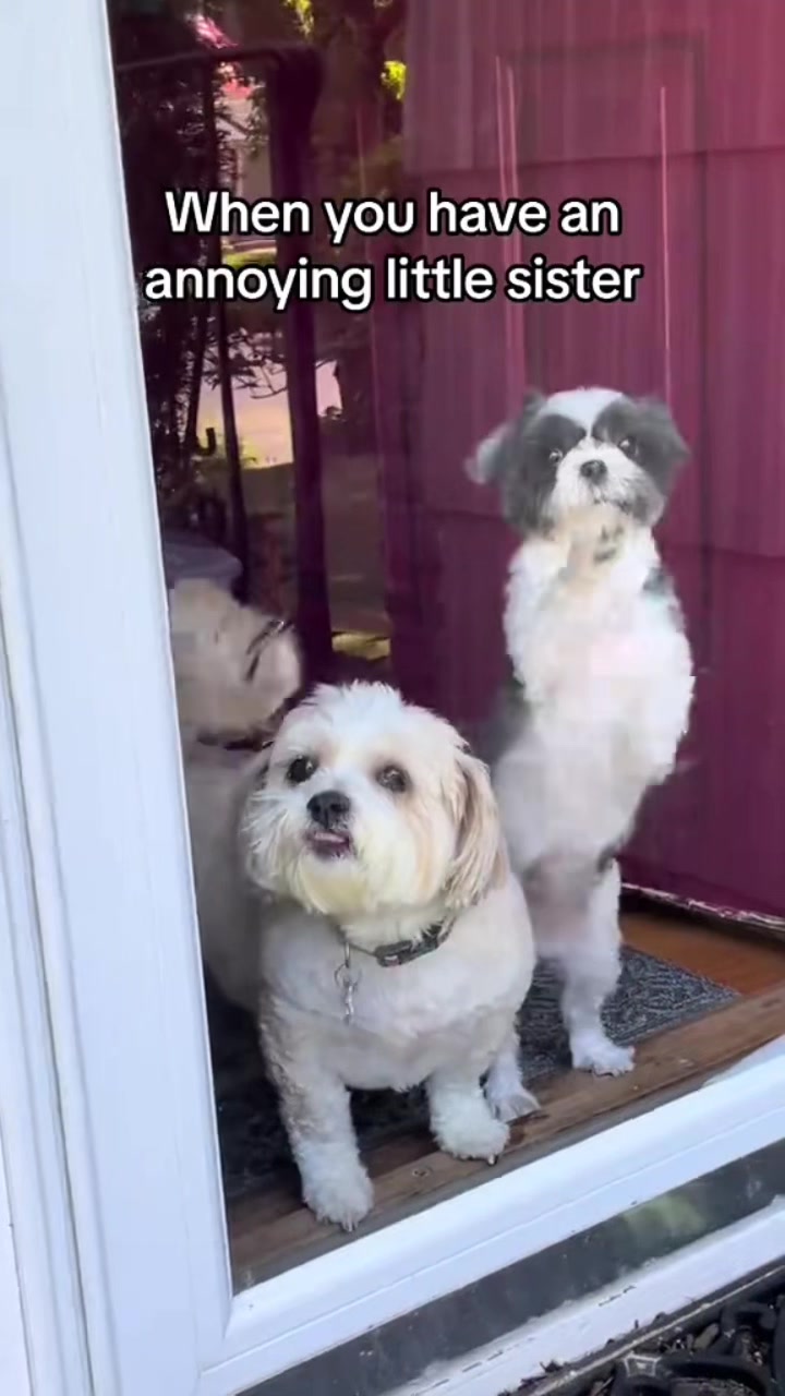 @LittleLuna.and.Lola