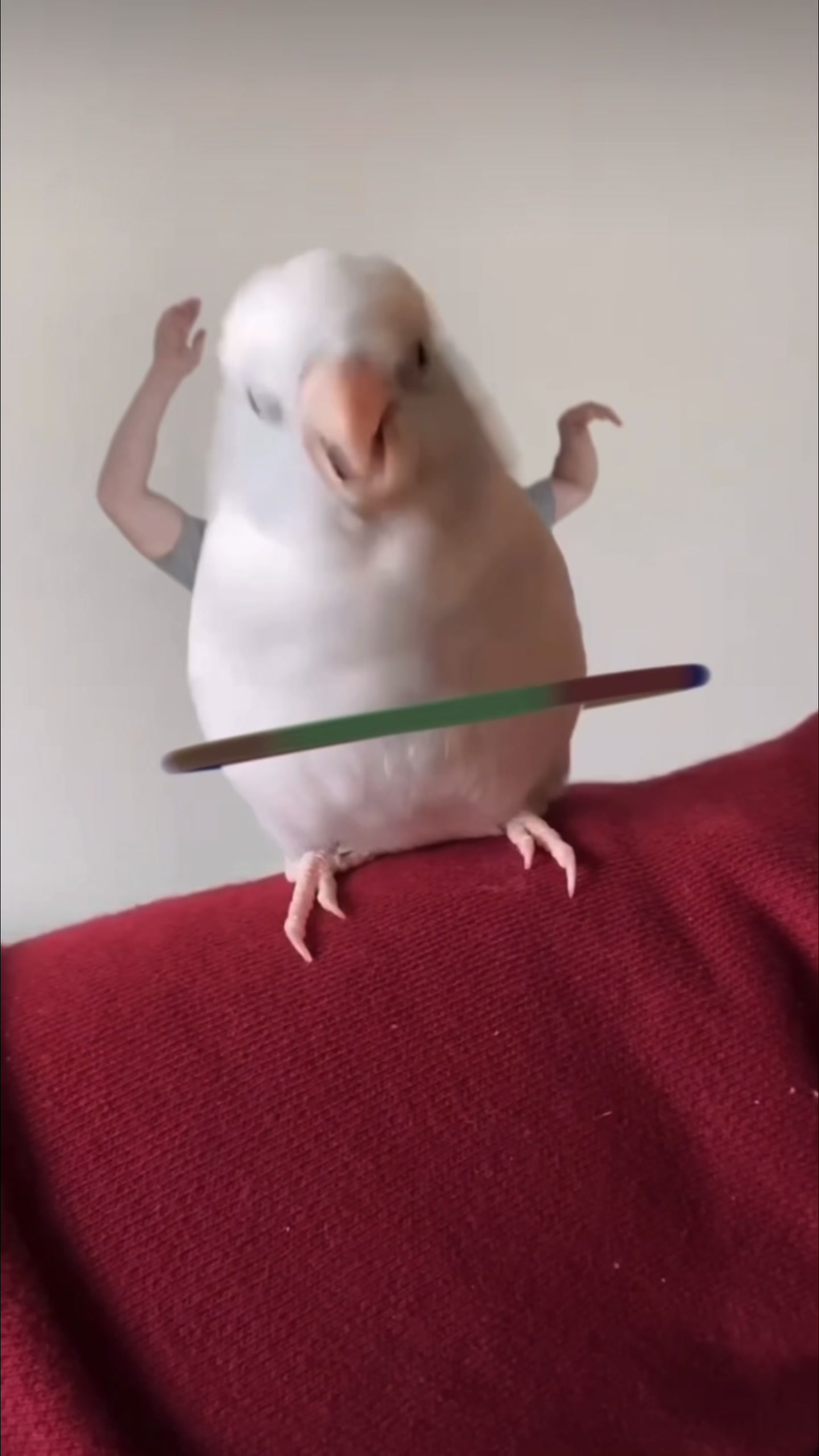 @arlobird