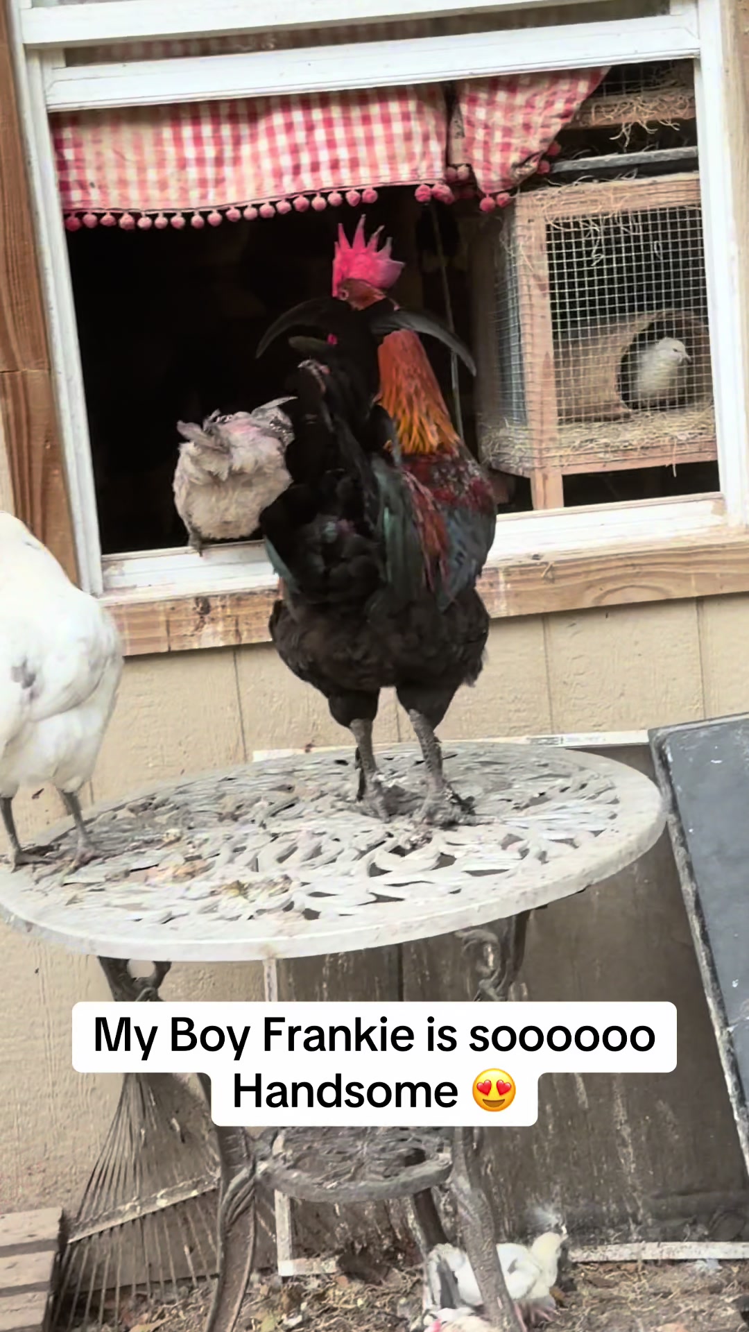 @NonniesFunnyFarm