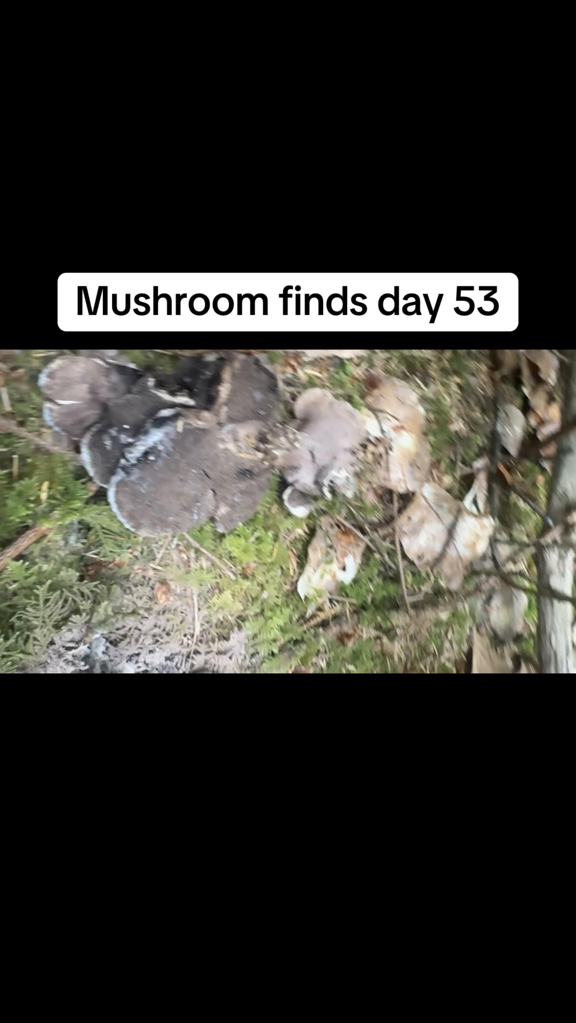 @Fungusamungus