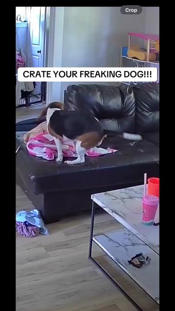 @DJ | Dog Trainer