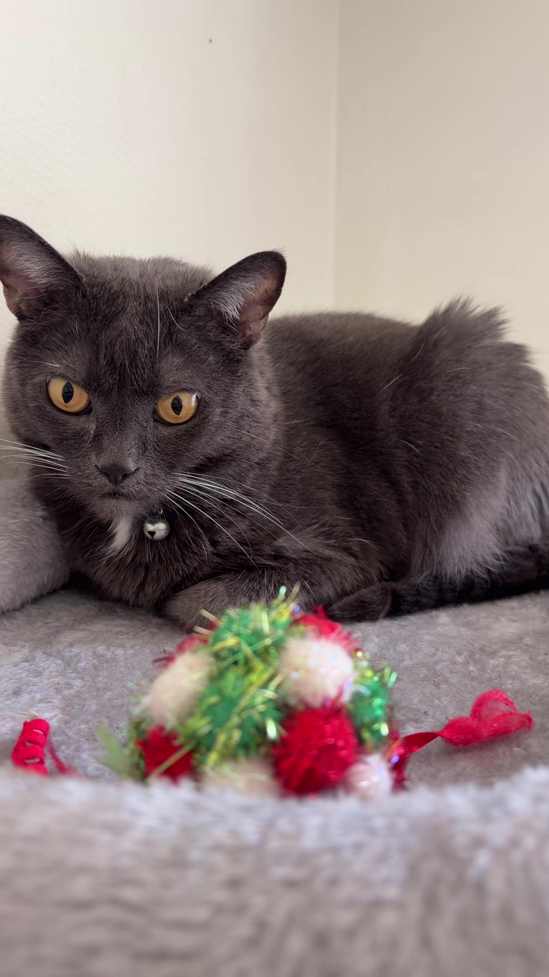 @zeldathecutecat