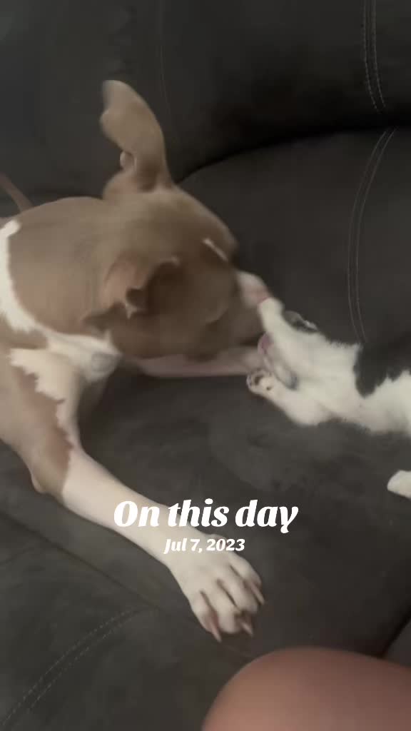 @Pittie Mom