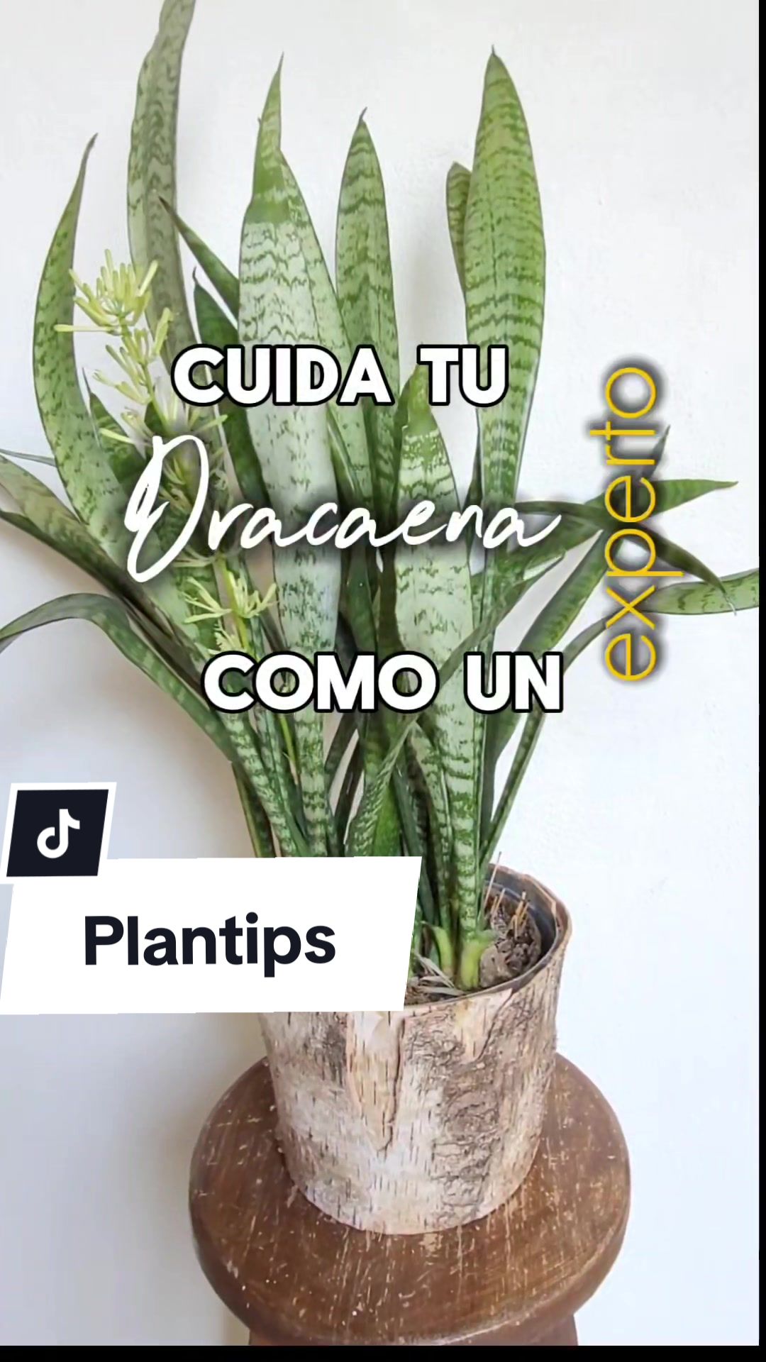 @Plantolog&iacute;a🌿