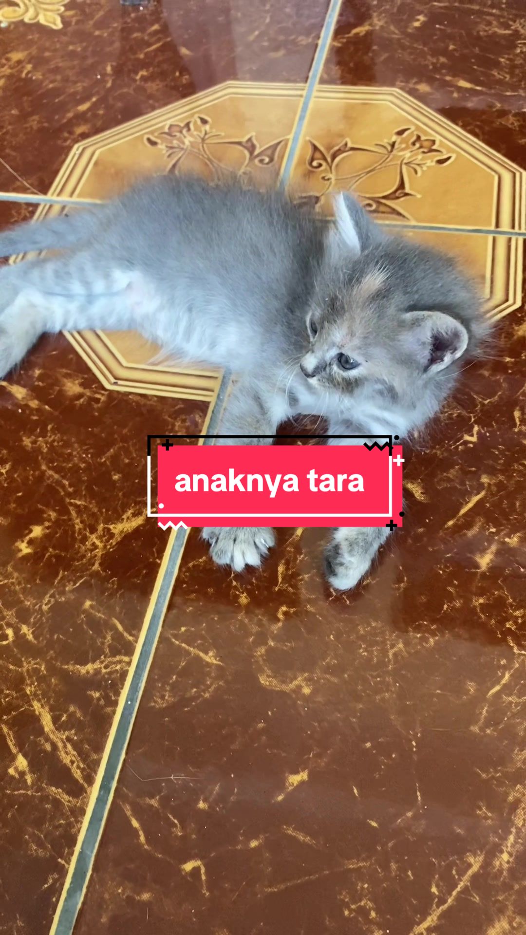 @unothemaincoon