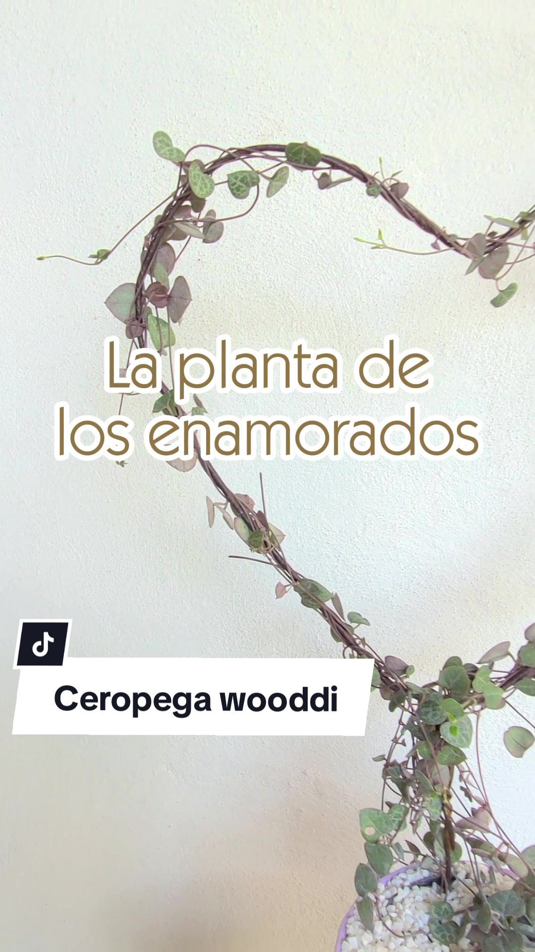 @Plantolog&iacute;a🌿