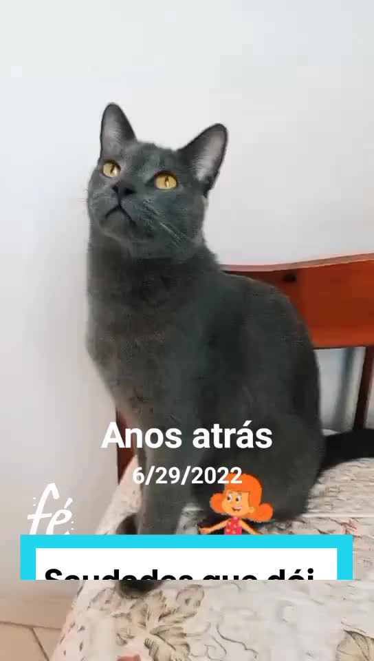@O GATO ZEZ&Eacute;