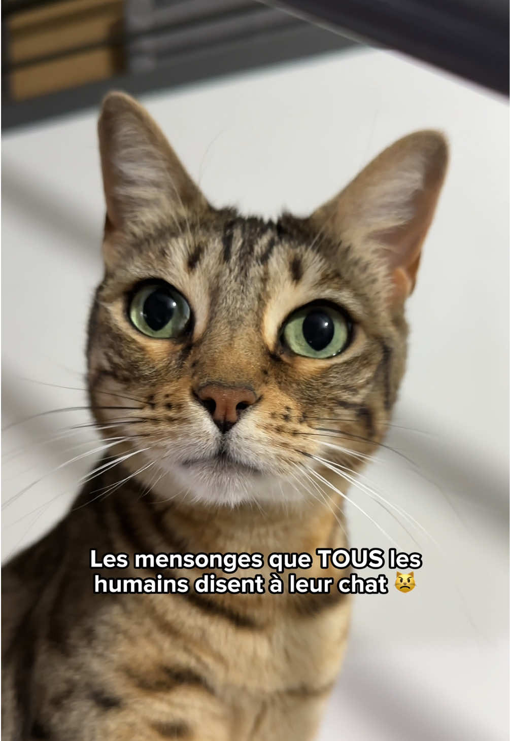@Ricki the Bengal