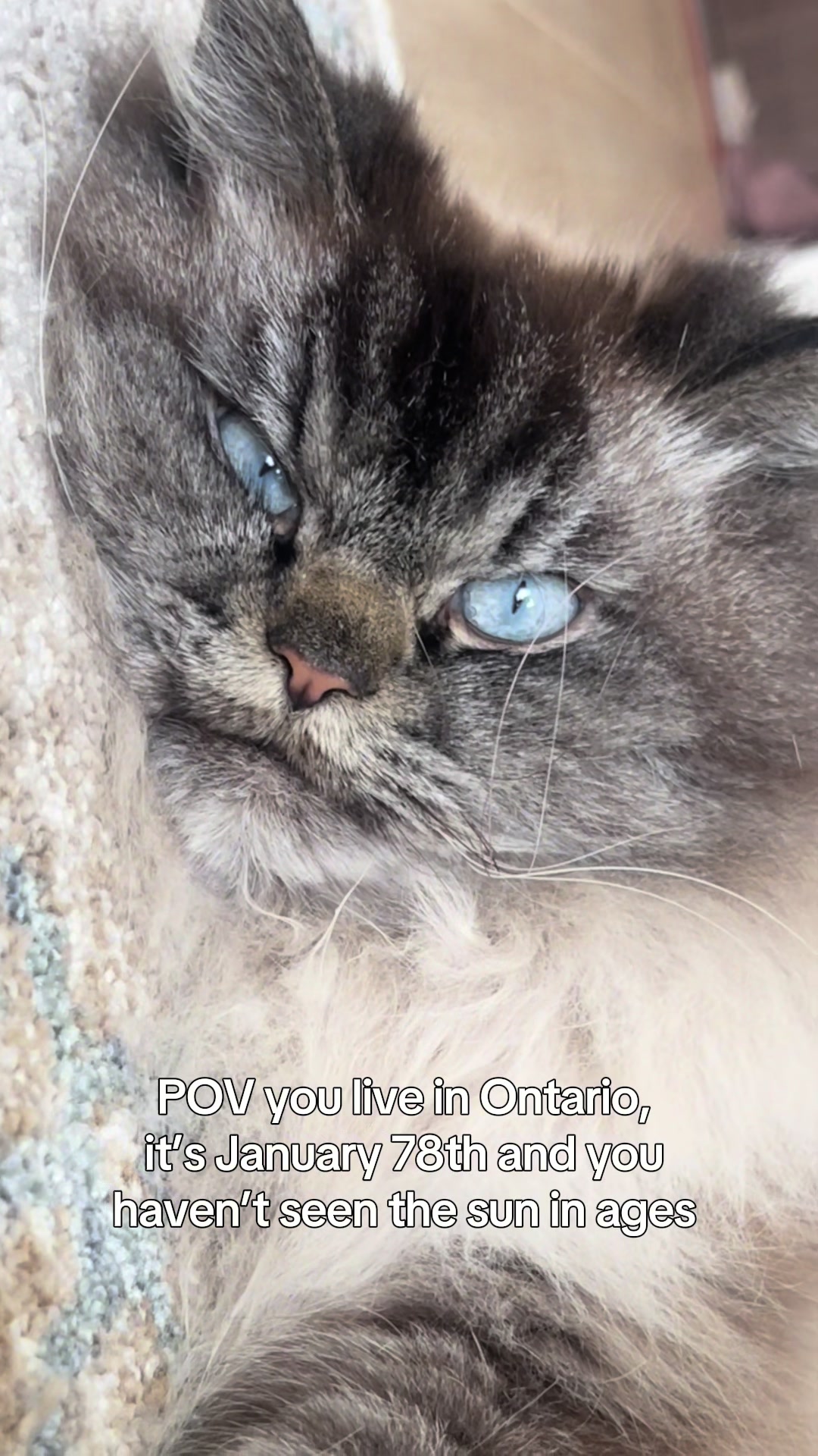 @Merlin Ragdoll