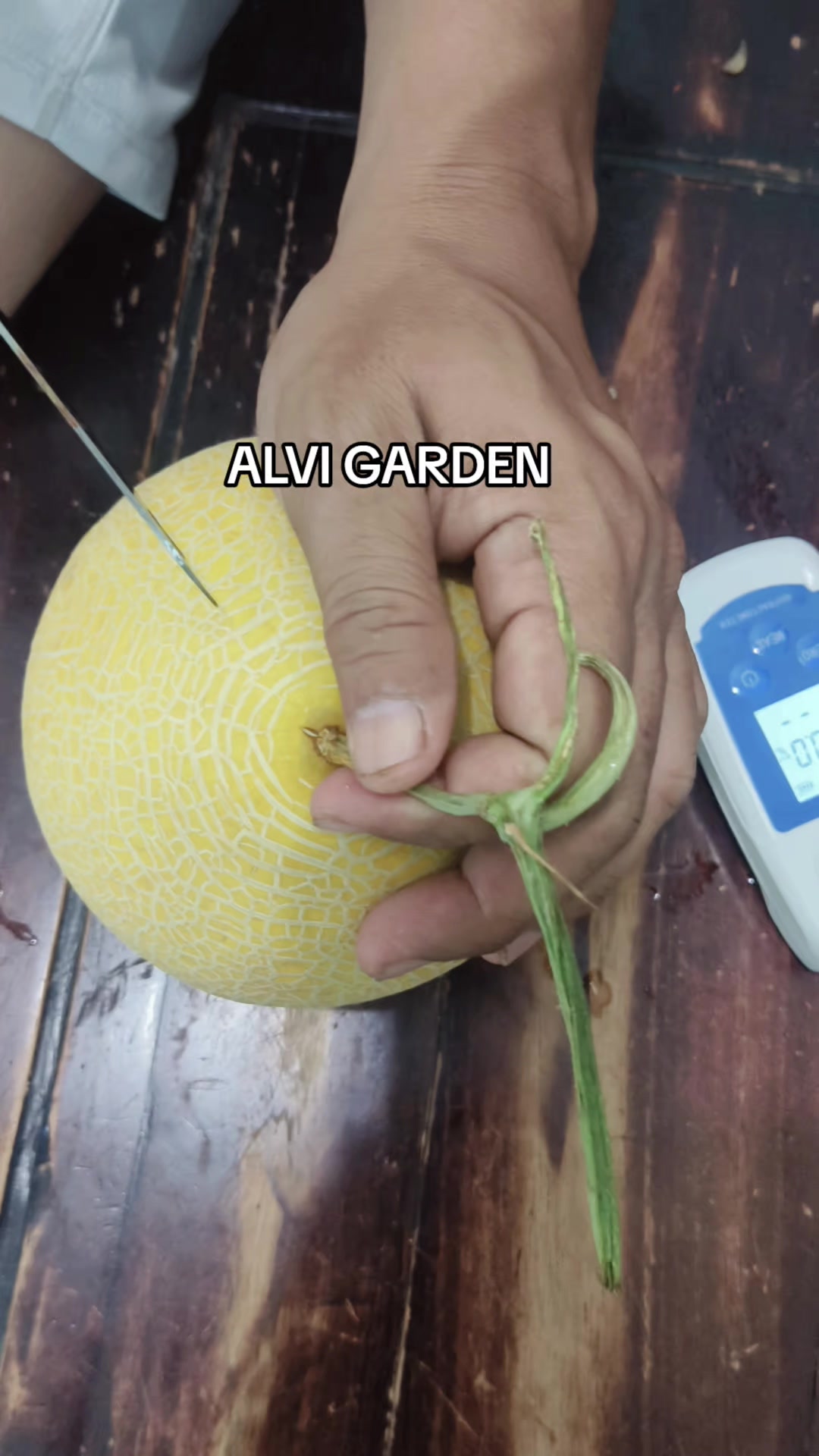 @Alvi Garden