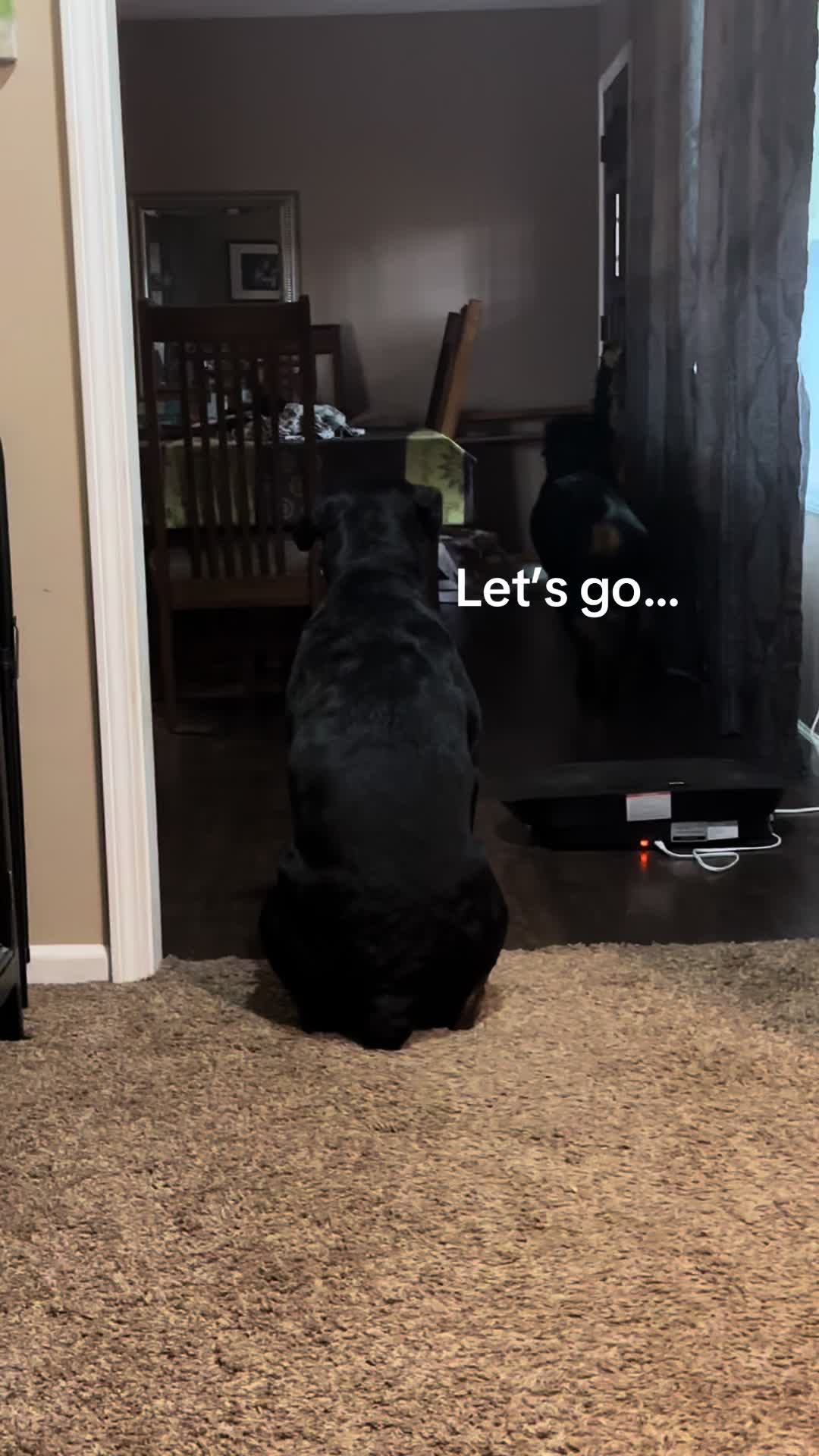 @Christi | RN Dog Lover TTS