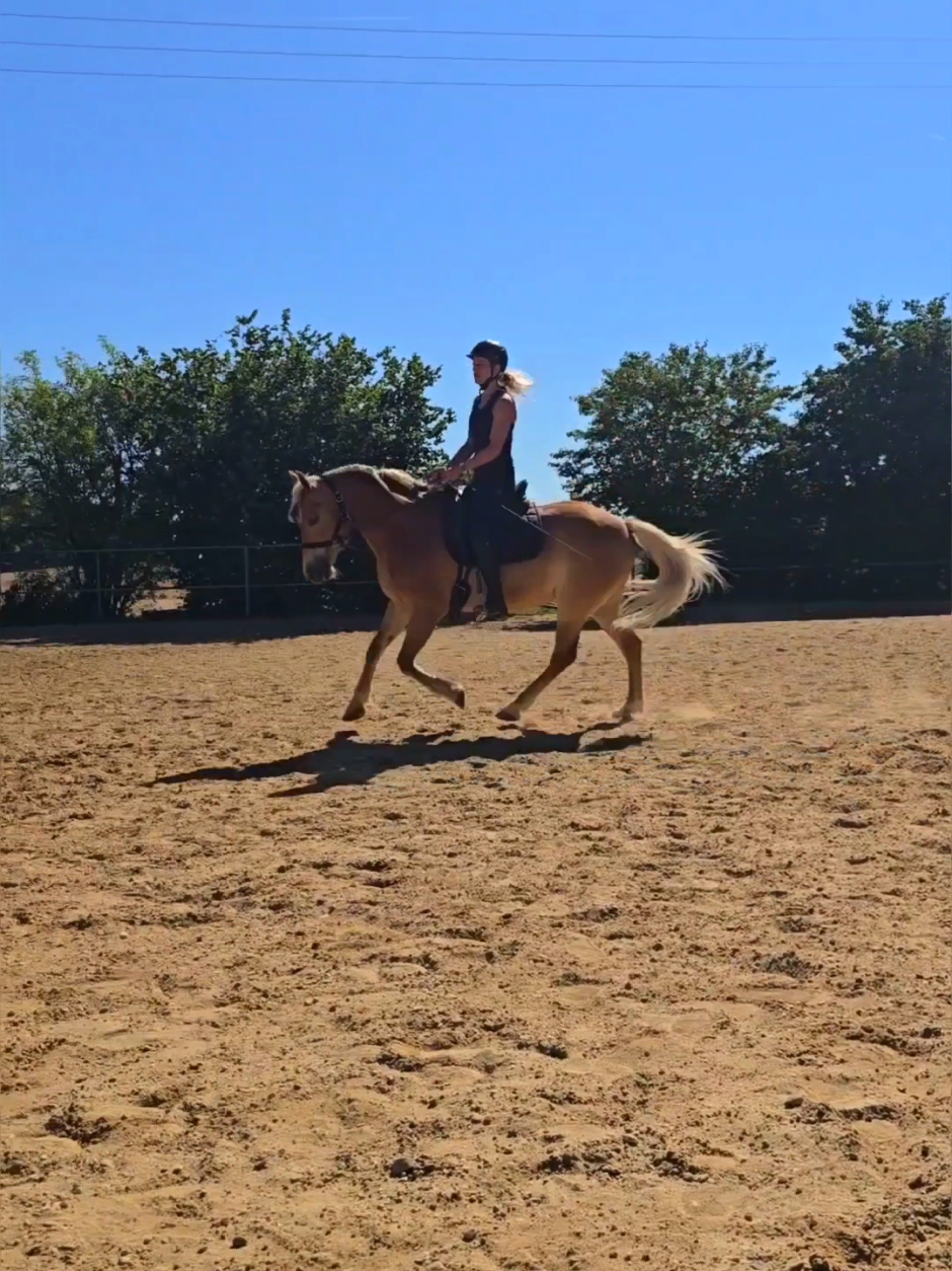 @Dreamhorse_Edelbluthaflinger