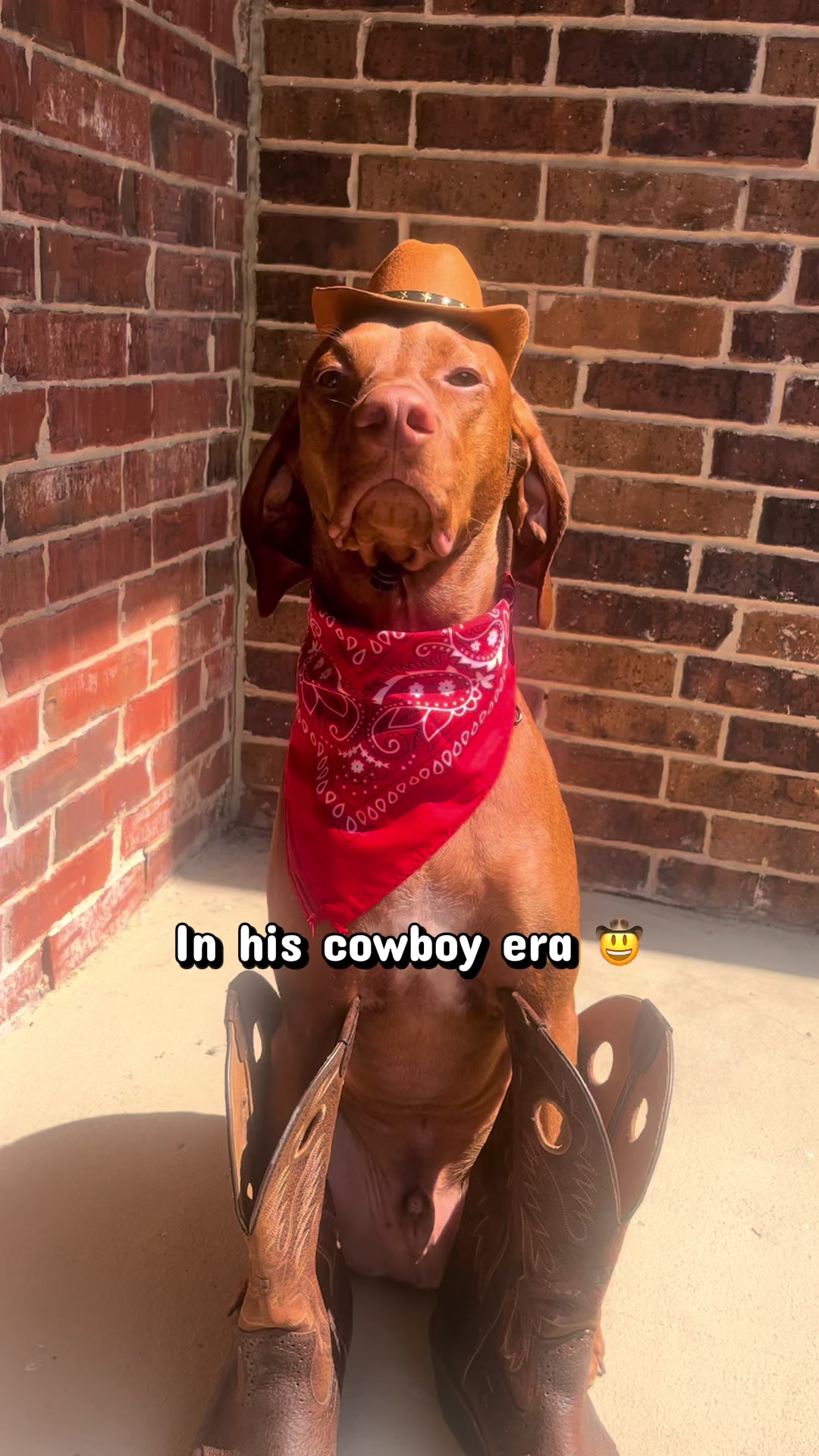 @waylonthevizsla