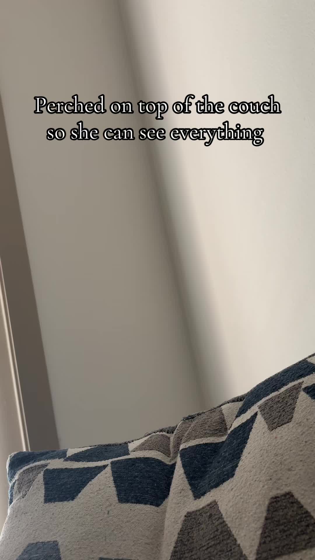 @Penny Pawkit