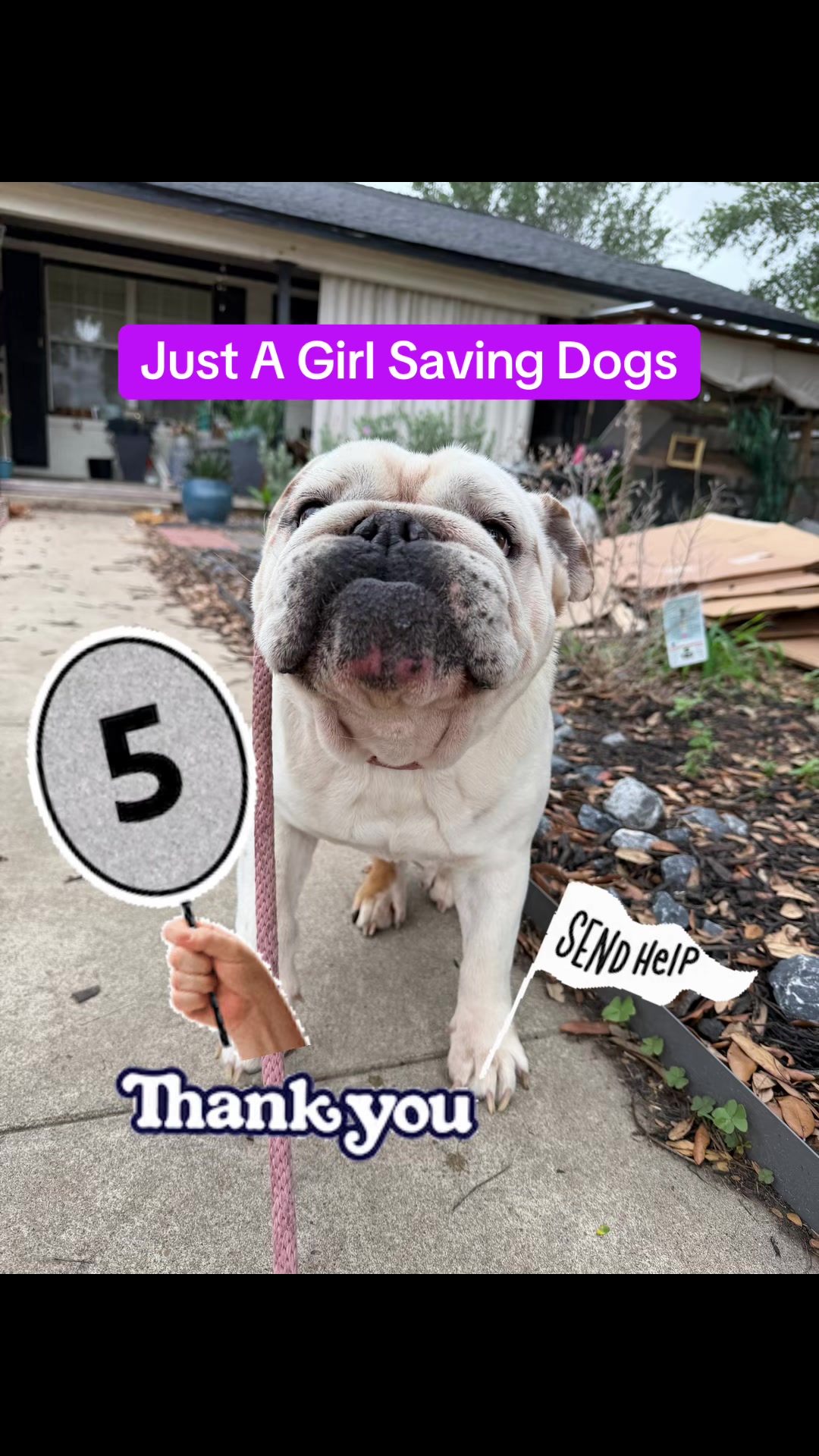 @Just A Girl Saving Dogs