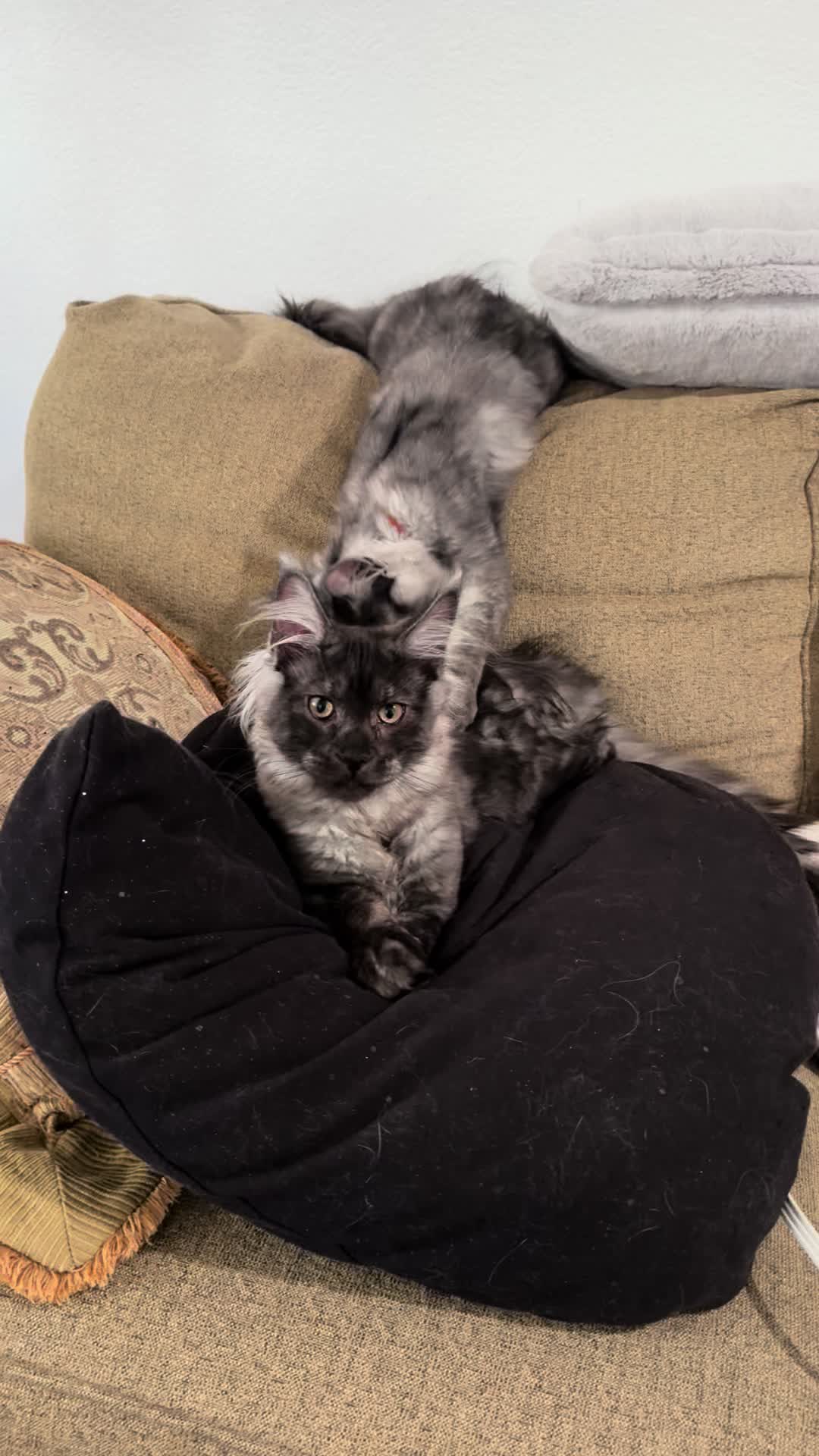 @StarKingdomMaineCoons