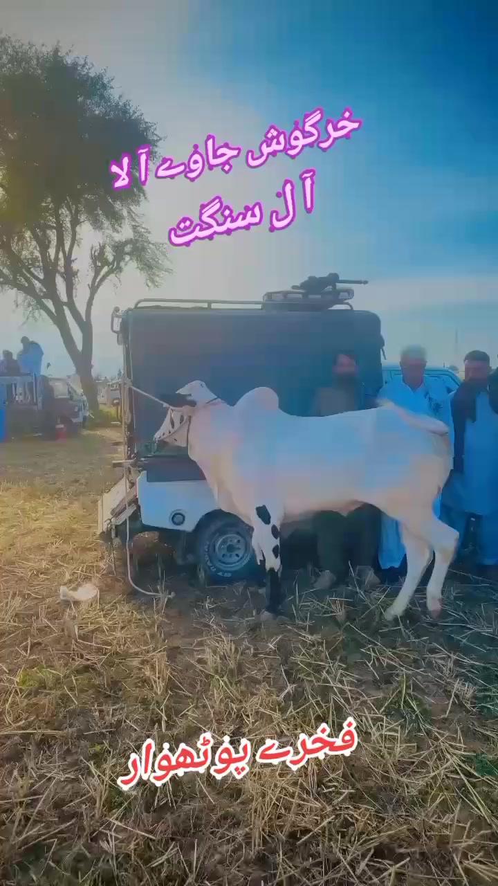 @چوہدری حماد