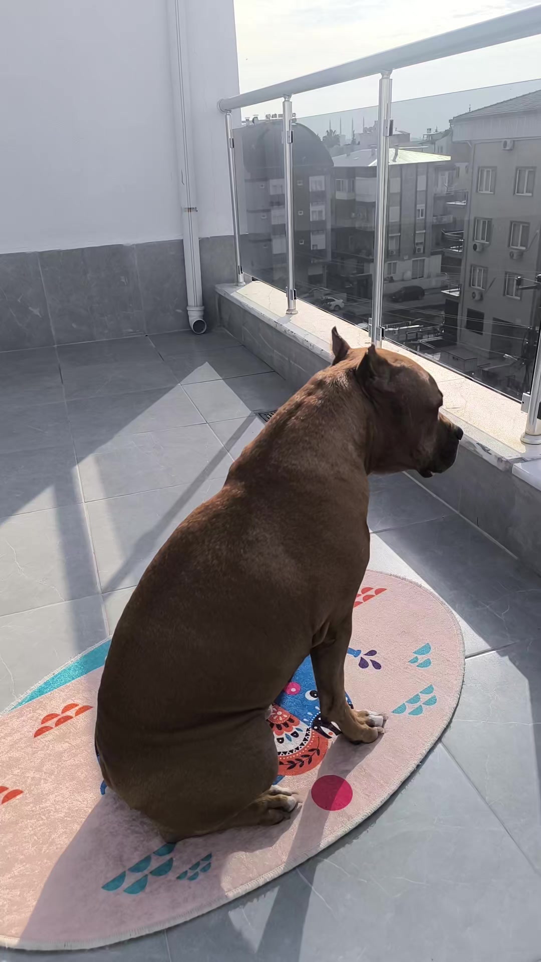 @pitbulll👑