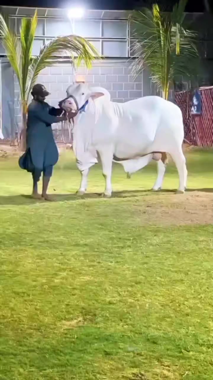 @Sameer._.Raza🤣