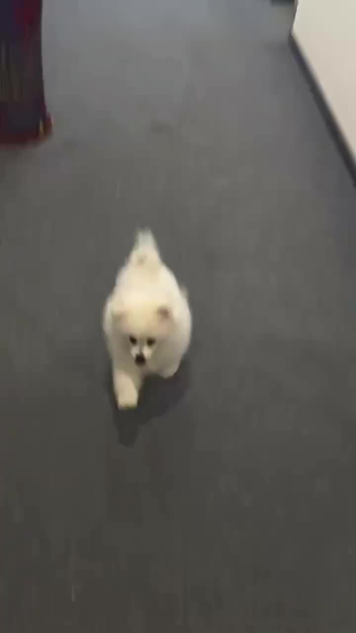 @MeowWoofMoments