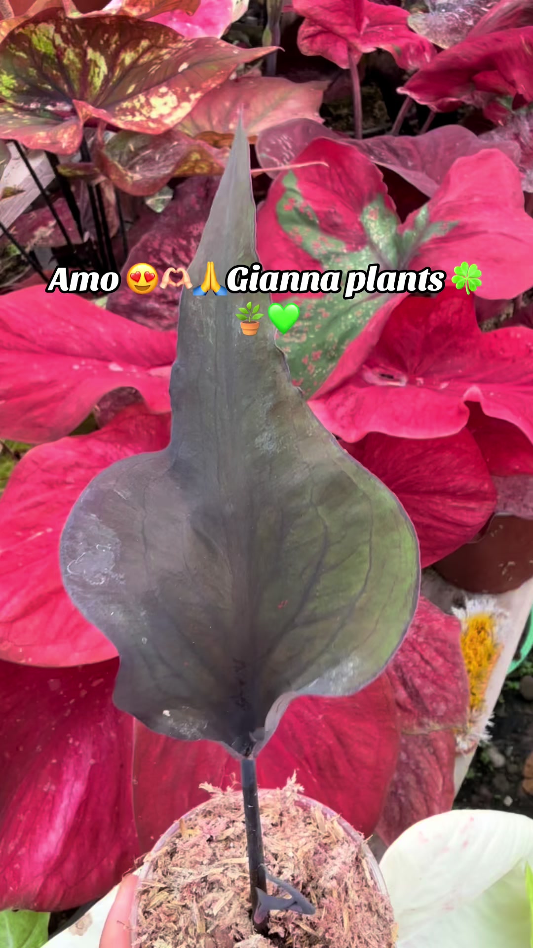 @Gianna.Plants 💚🍀🪴🇵🇪