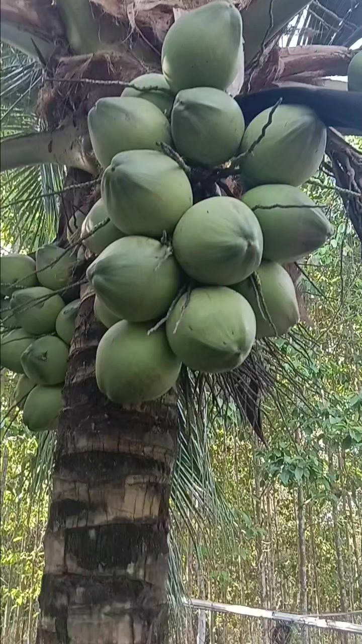 @Tạp hóa Khang Khang