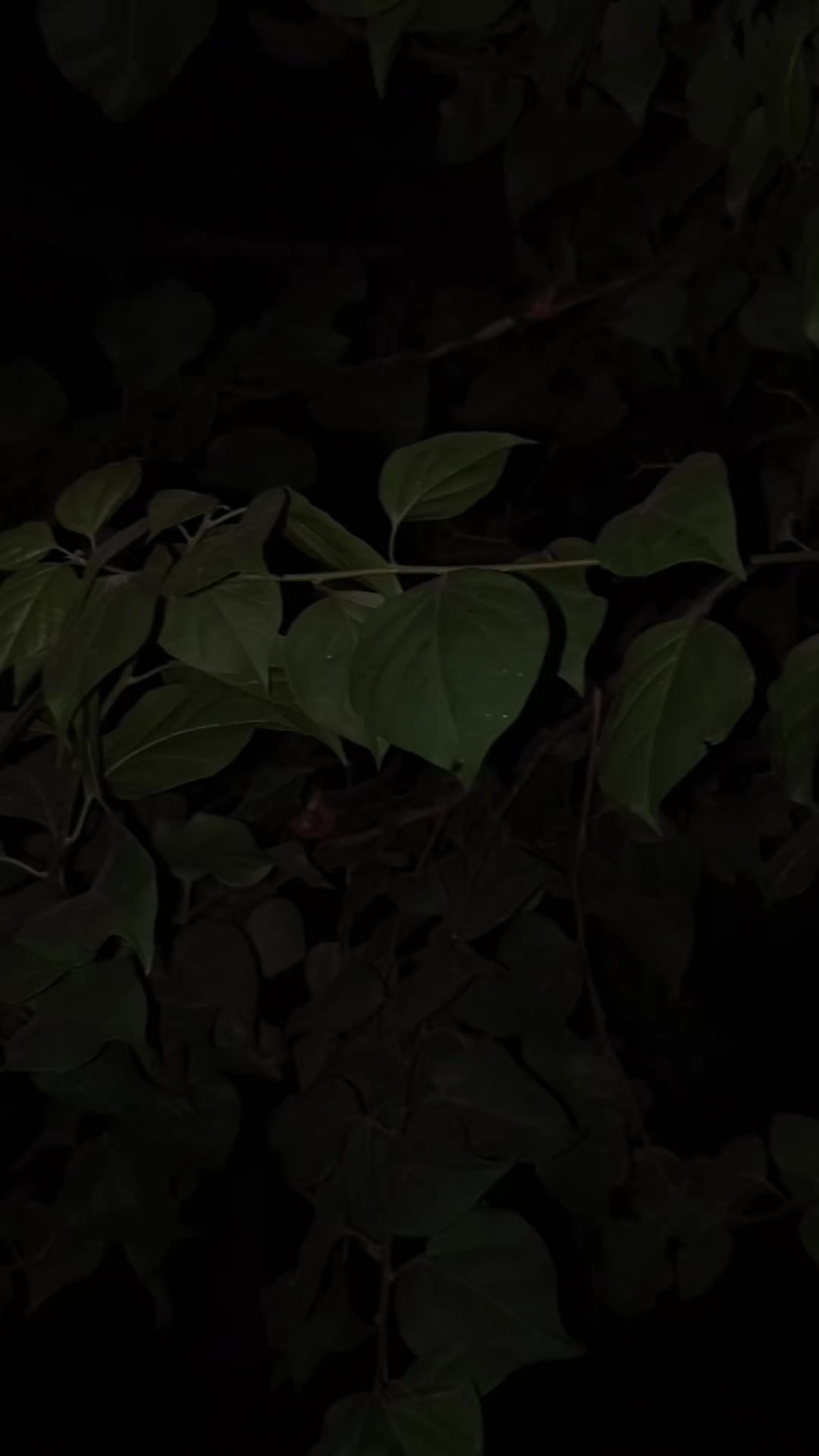 @𝑬 𝑴 𝑨 𝑵 ♥️