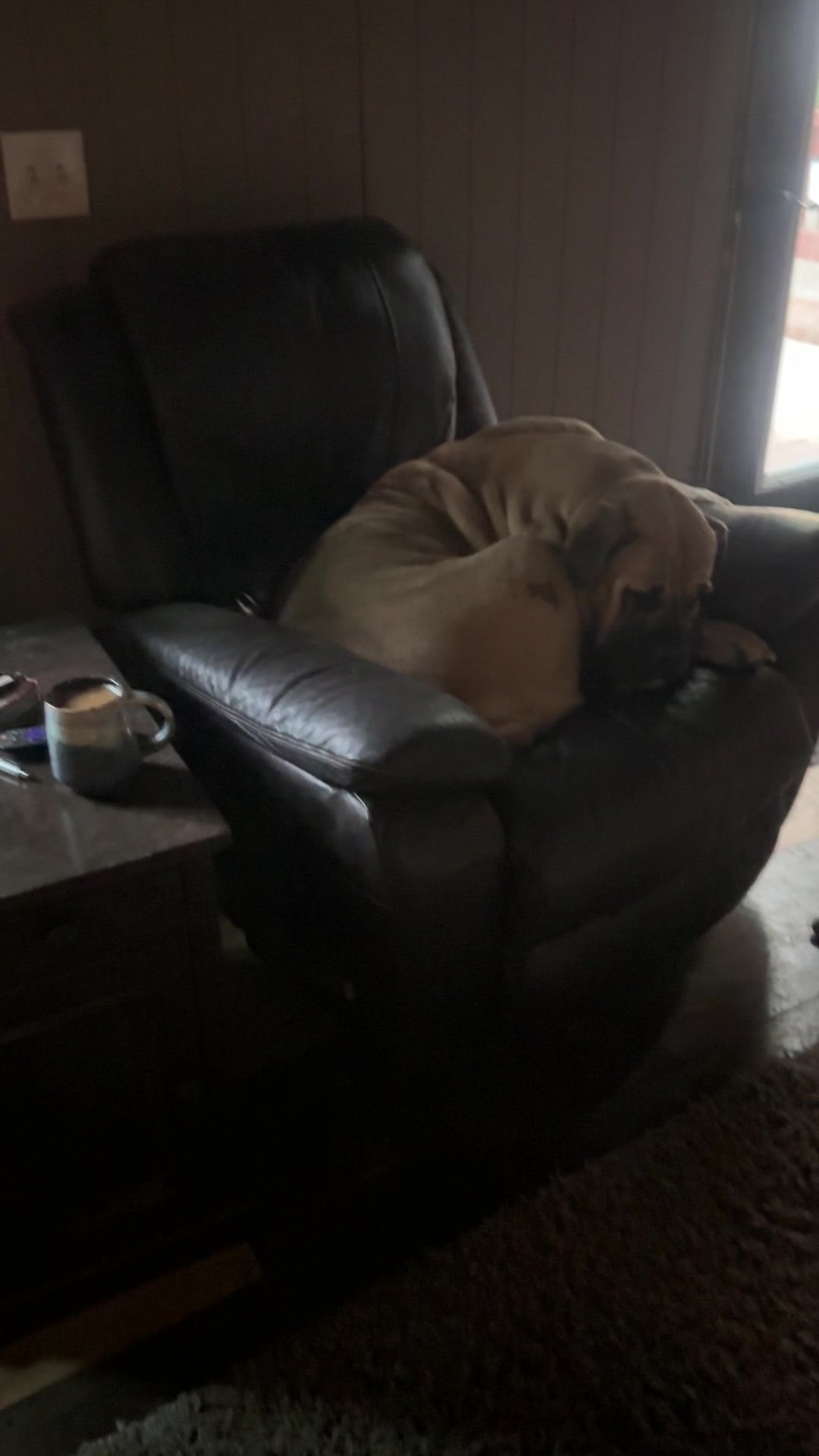 @Bigfoot Boerboels