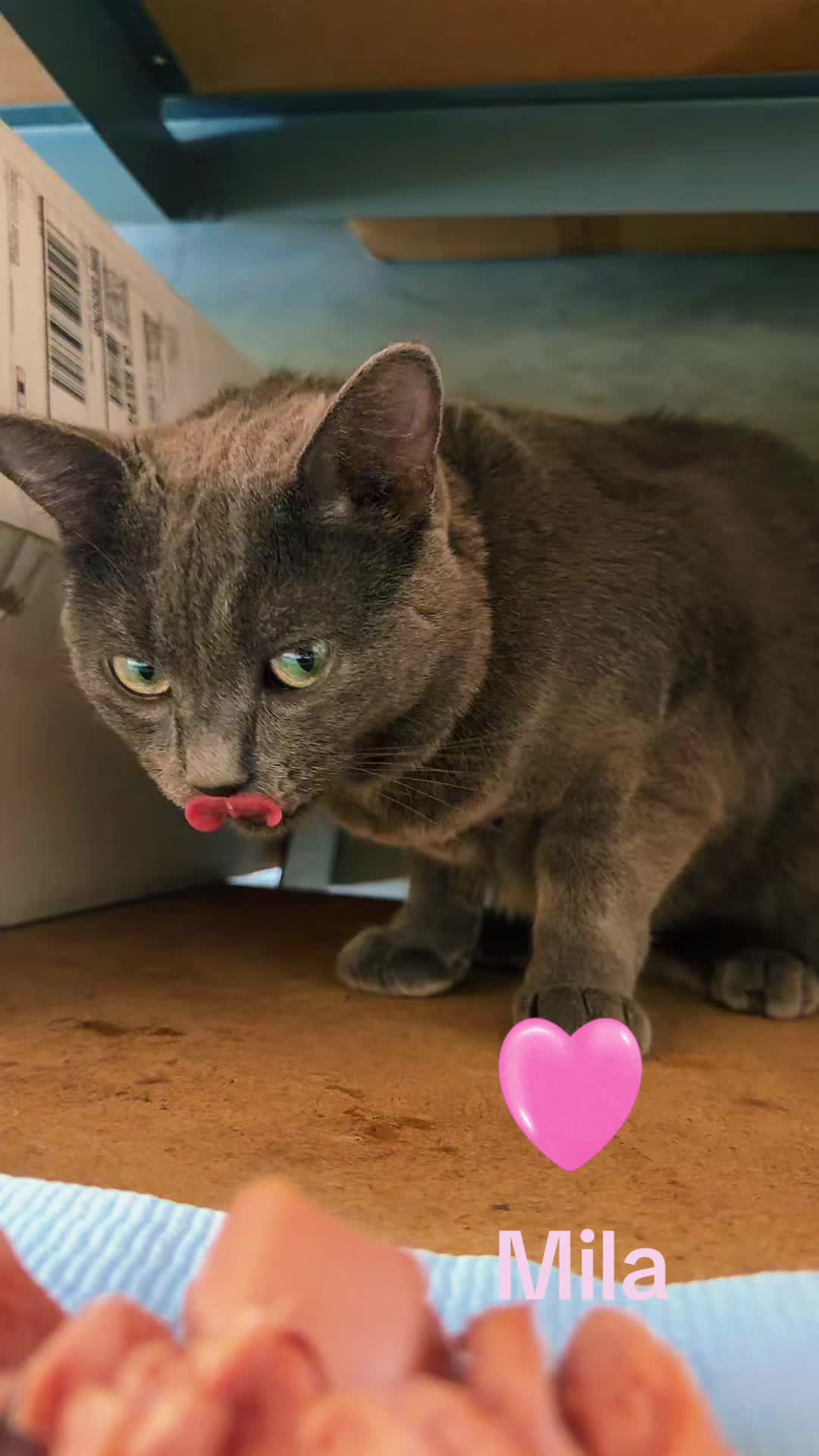 @Amri Gatitos