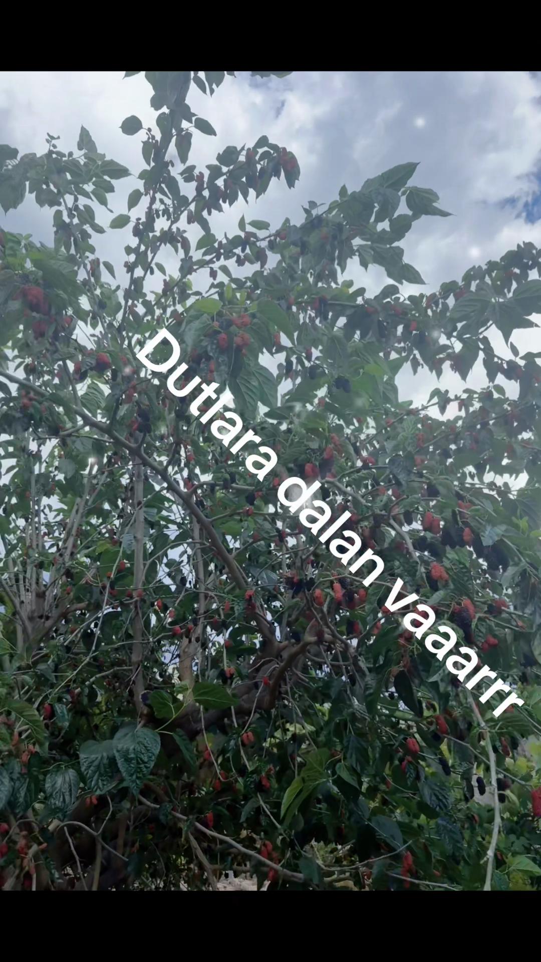 @🍓🍓🍓 DİLEONTE🍀🍀