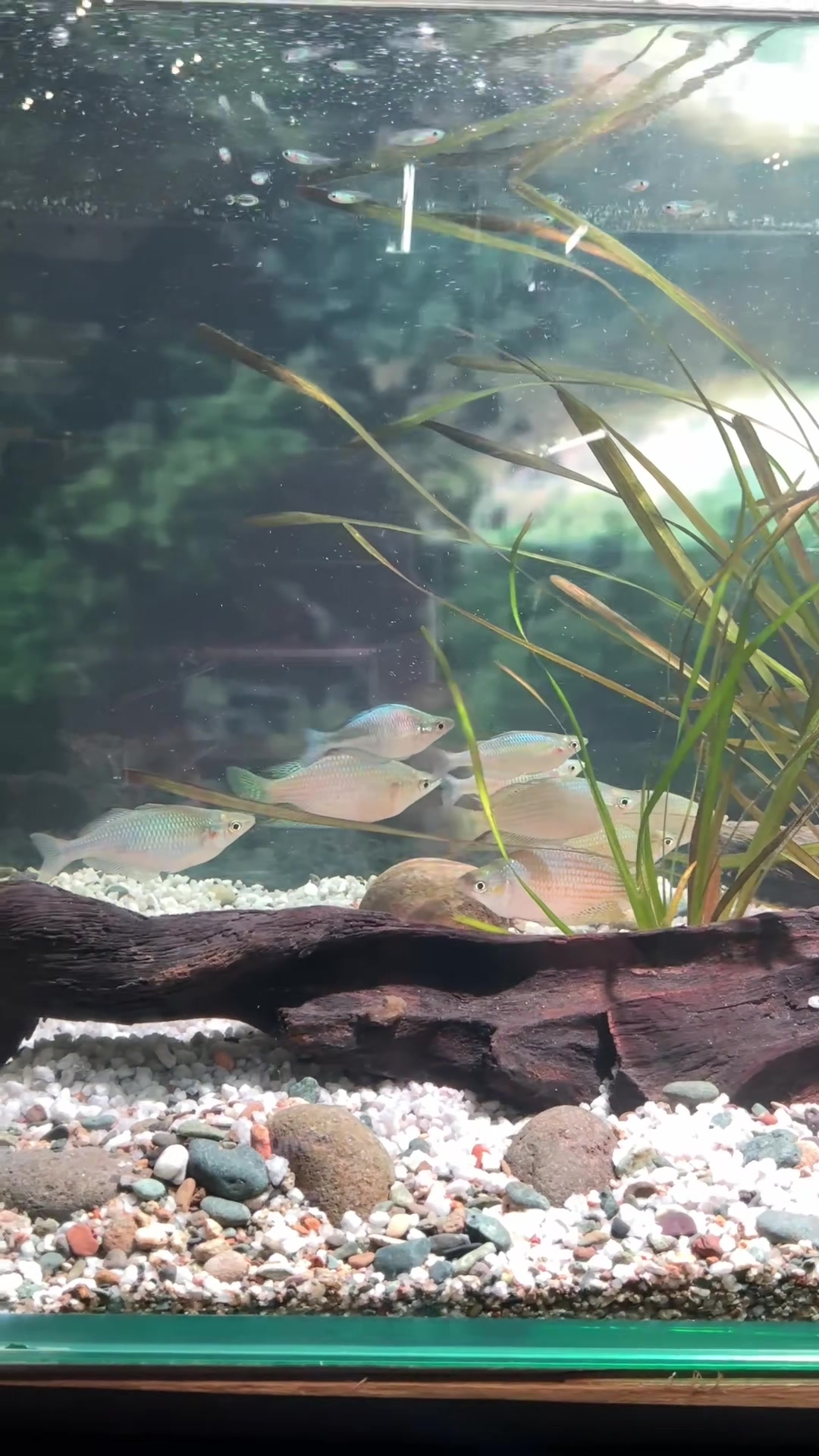 @Piara ikan di galon