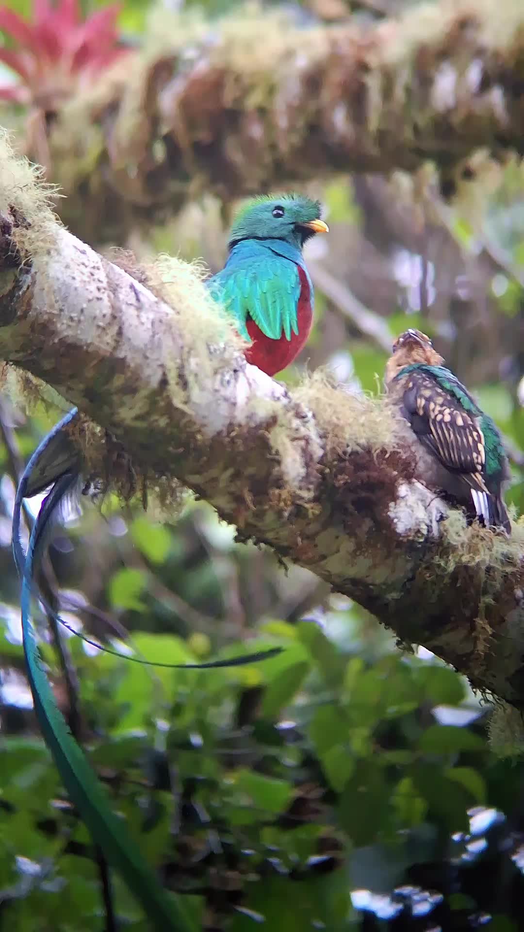 @Quetzal Tours CR🇨🇷