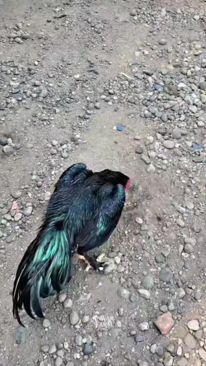 @꧁༒☬ঔৣ 𝓐𝓼𝓮𝓮𝓵ঔৣ☬༒꧂