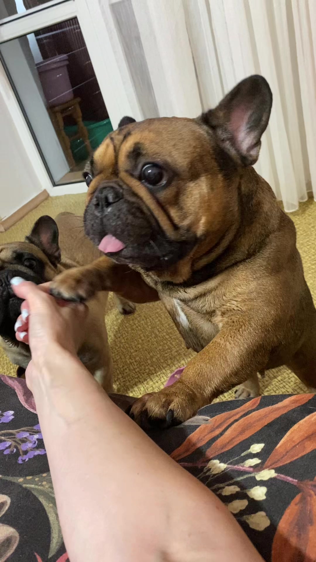@_holly_bulls_