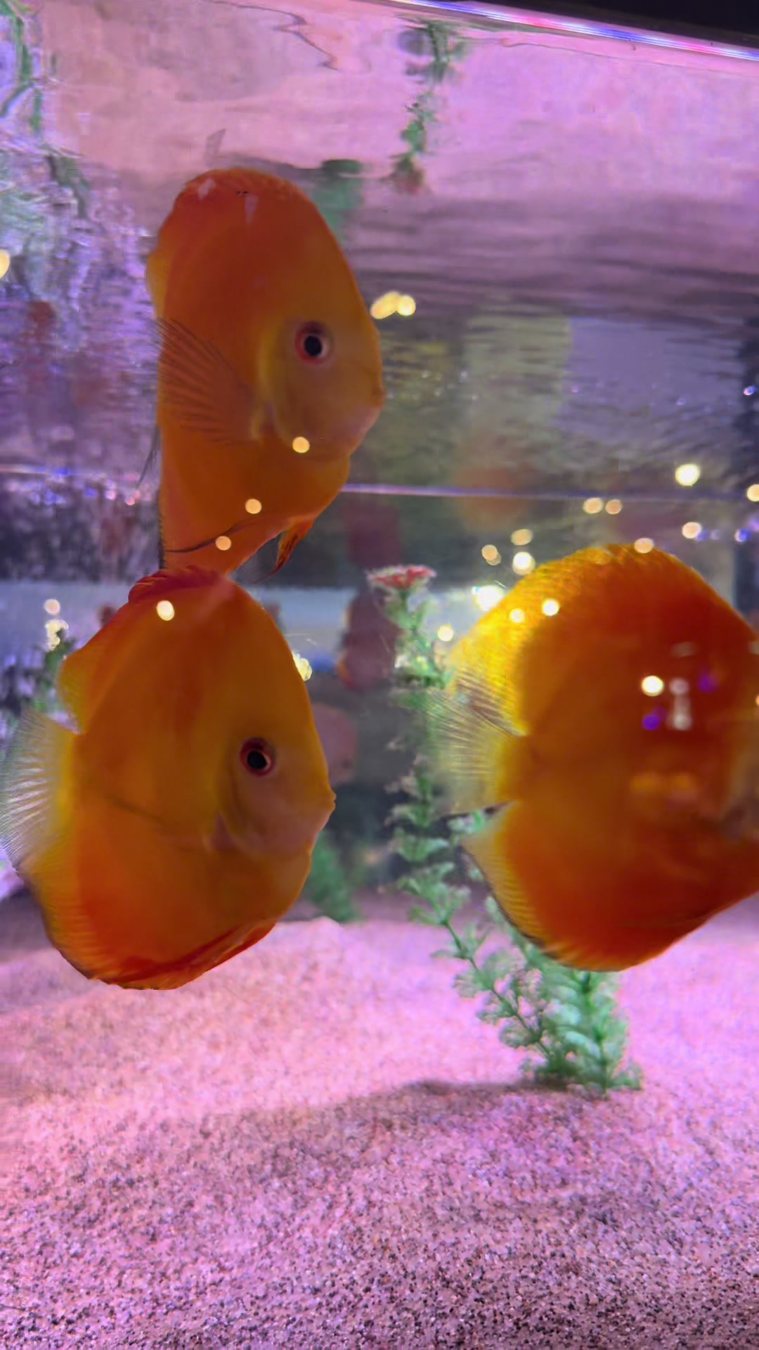 @epicfishnetwork