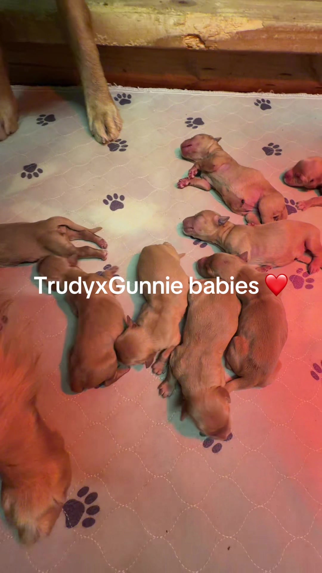 @RhondasRetrievers