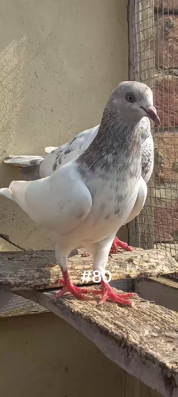 @Ranakasuripigeon