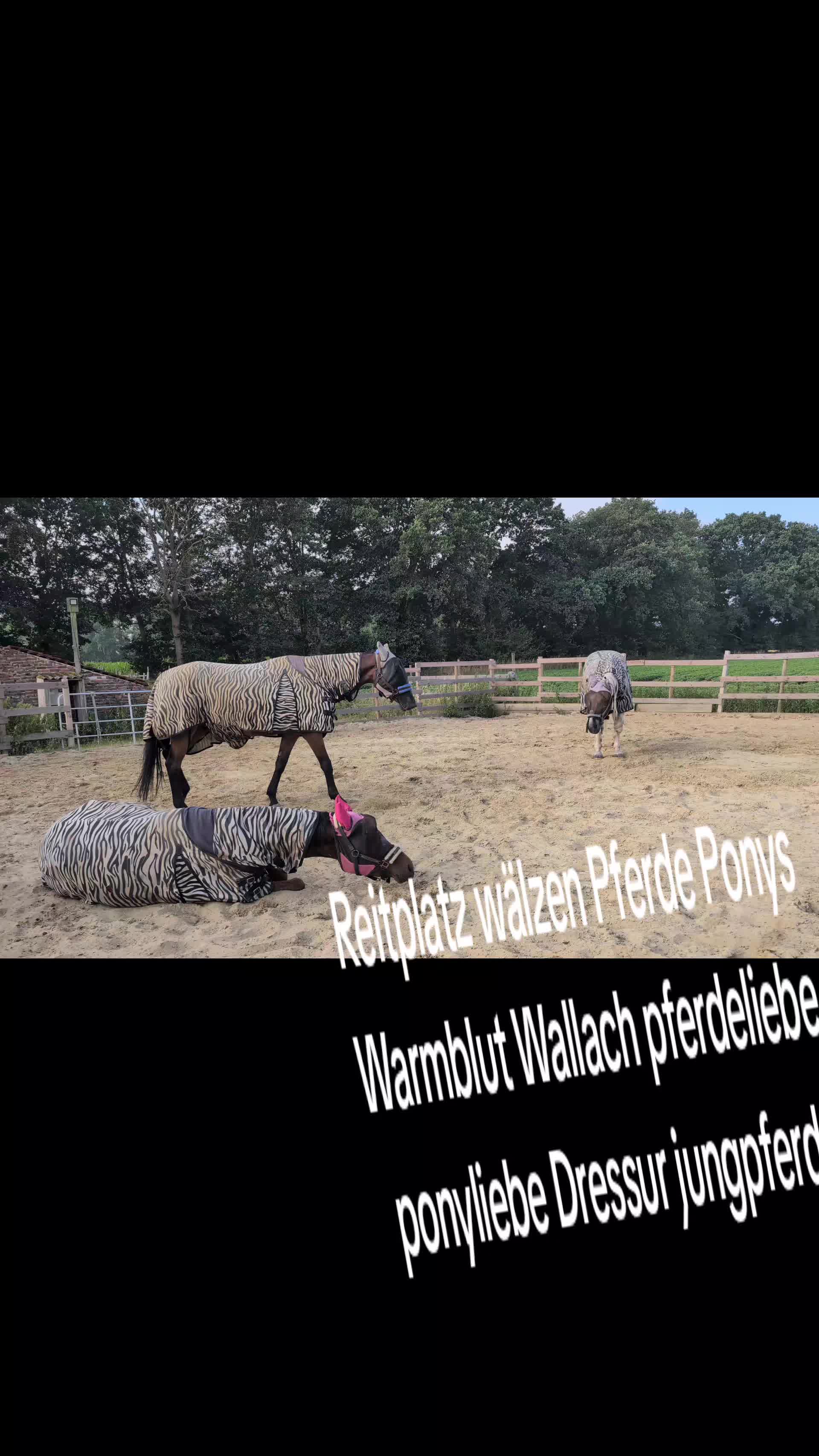 @Steffis_horse_world