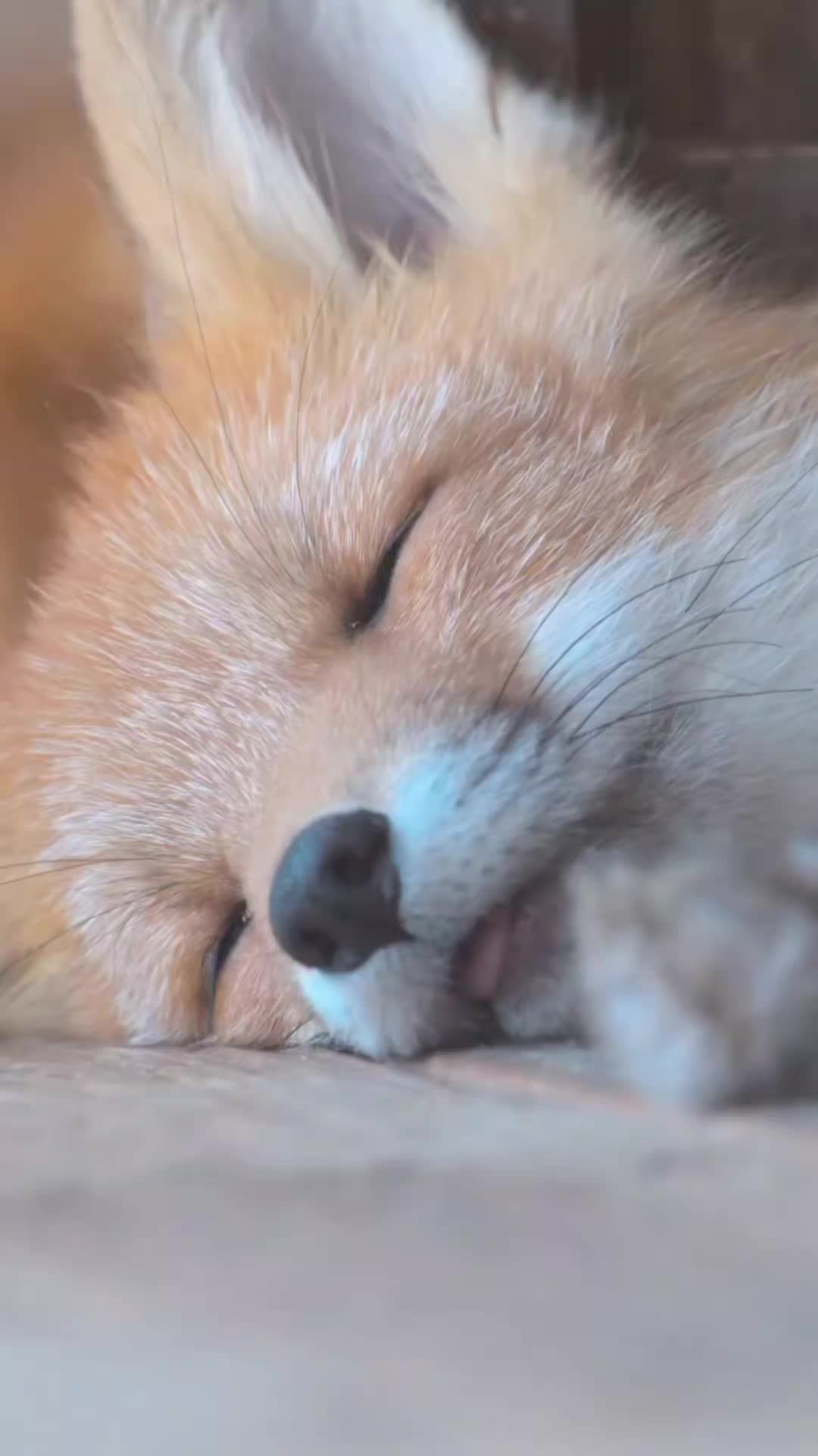 @Oldsilverfur