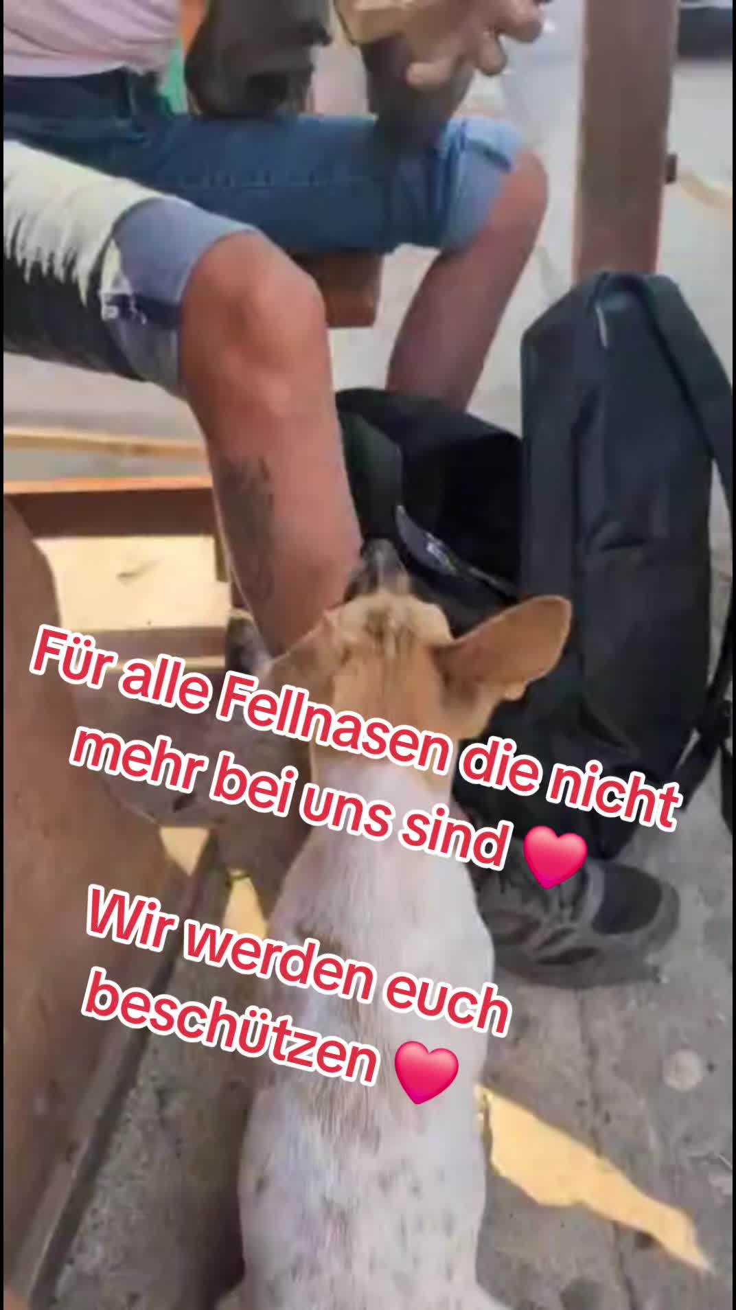 @ShelterBande