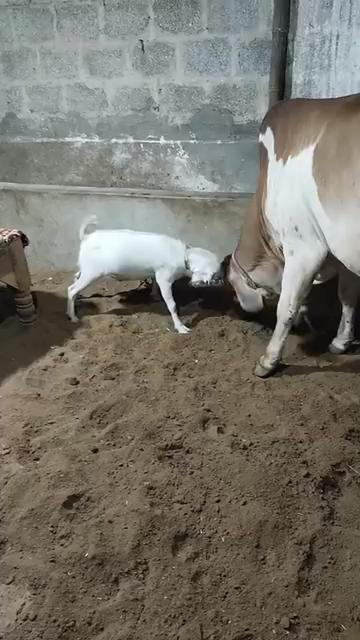 @mahi456