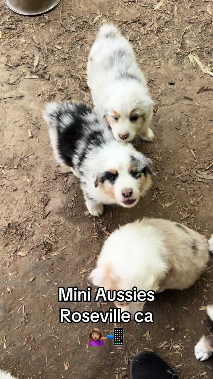 @sacramento__aussies916